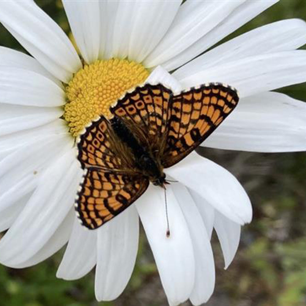 Butterfly on white flower